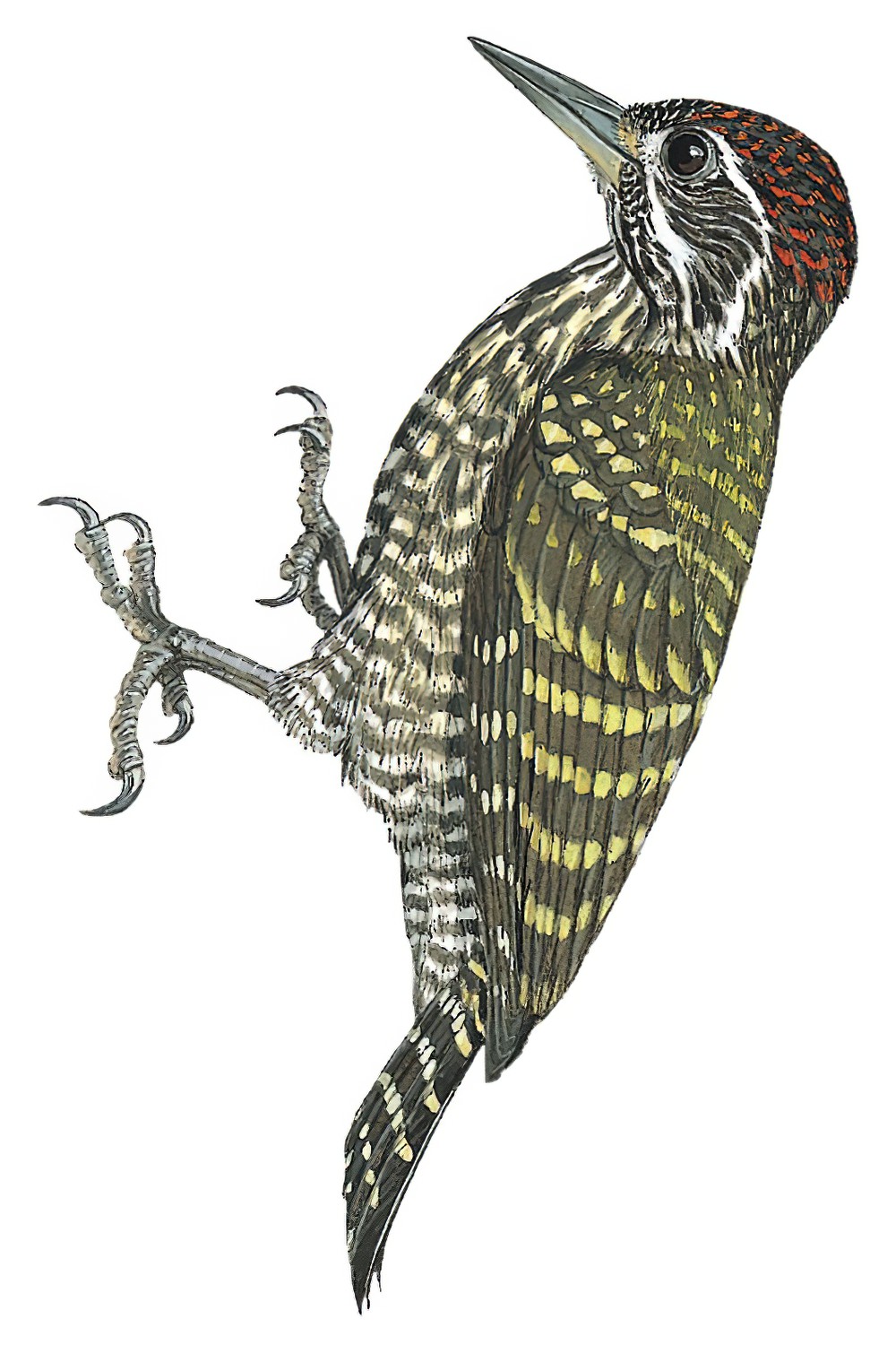 White-spotted Woodpecker / Dryobates spilogaster