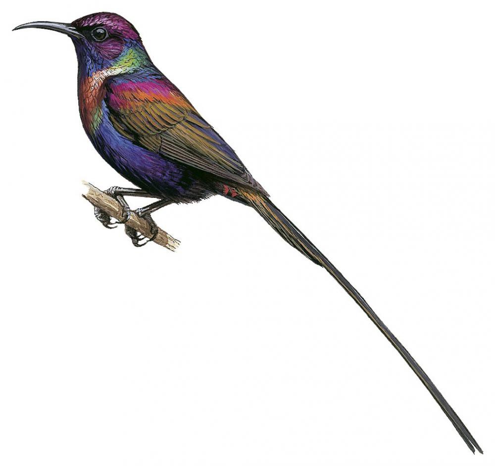 Purple-breasted Sunbird / Nectarinia purpureiventris