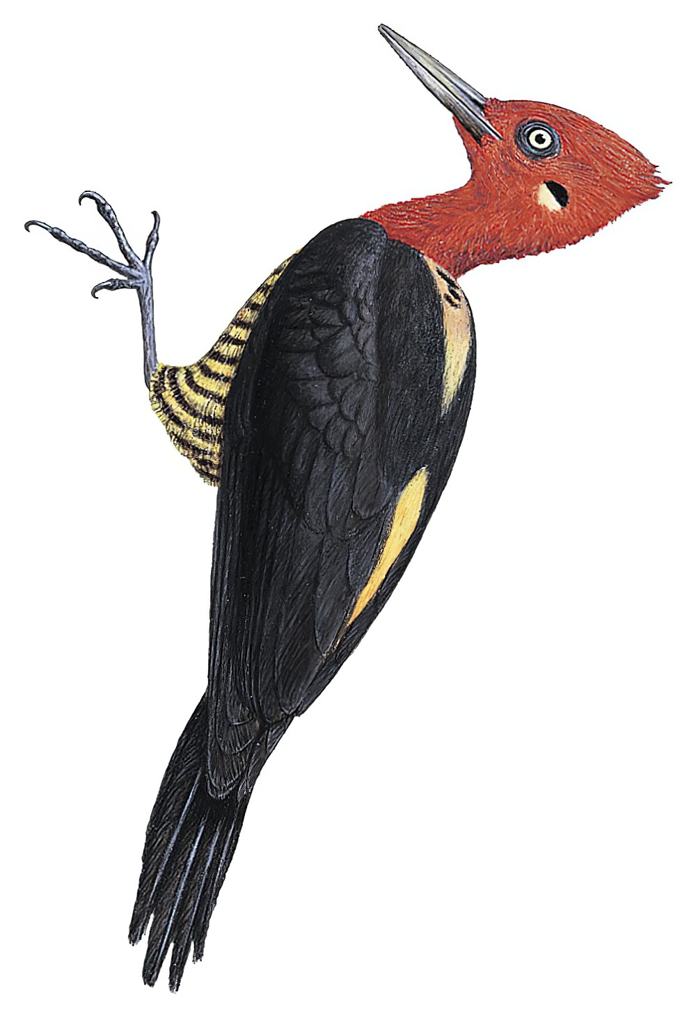 Robust Woodpecker / Campephilus robustus