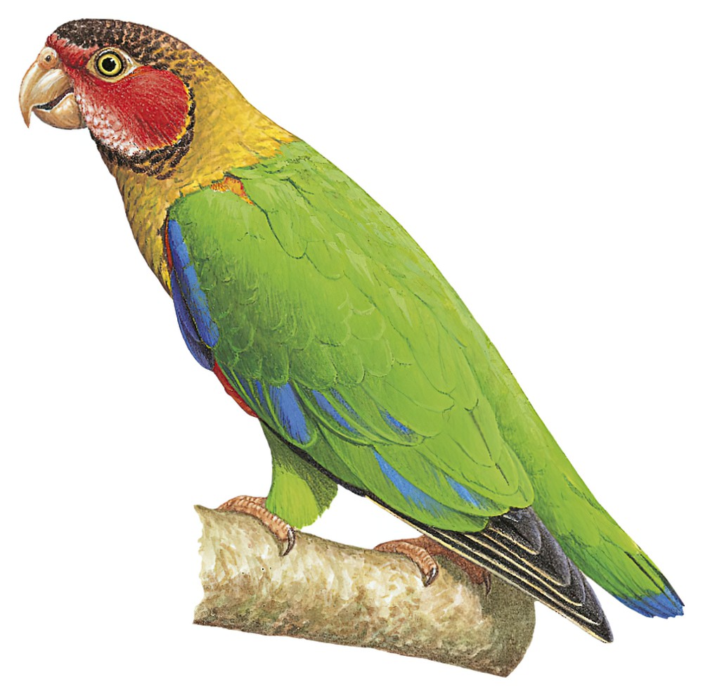 Rose-faced Parrot / Pyrilia pulchra