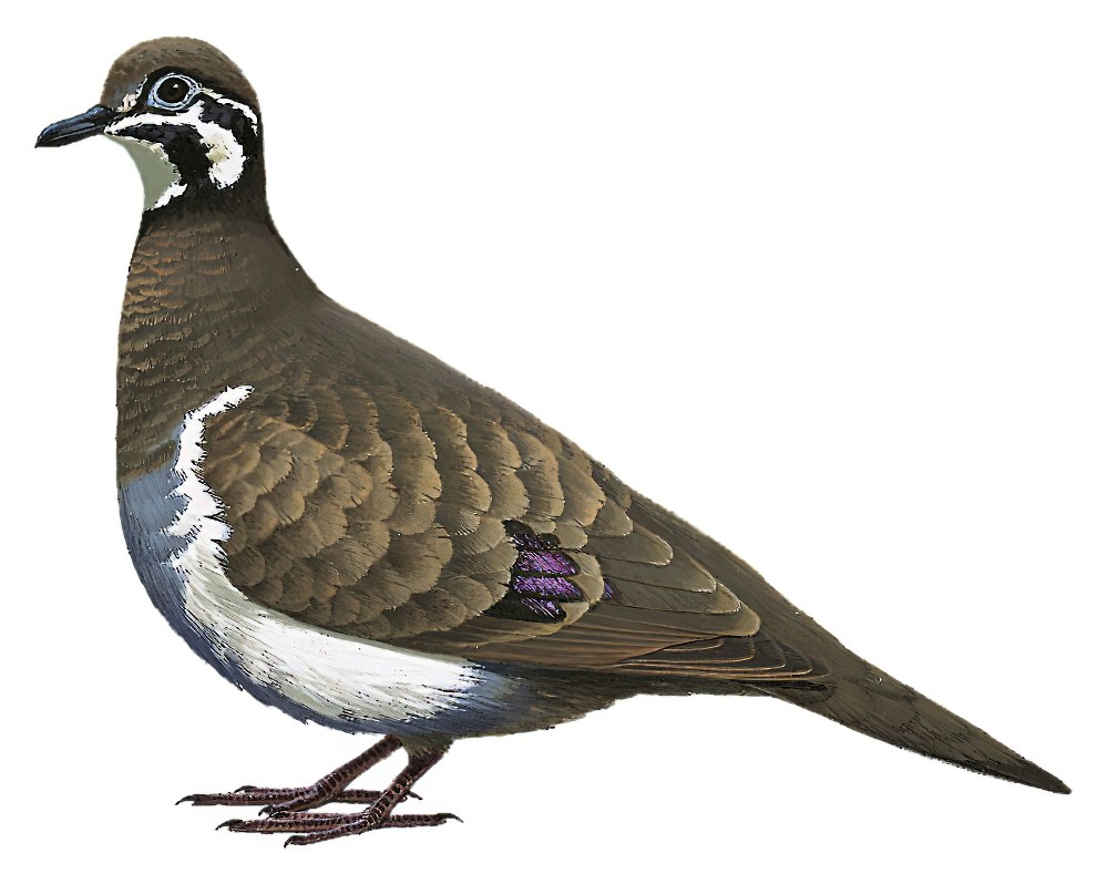 Squatter Pigeon / Geophaps scripta