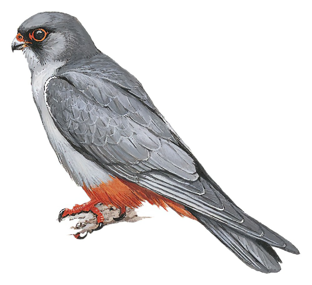 Amur Falcon / Falco amurensis