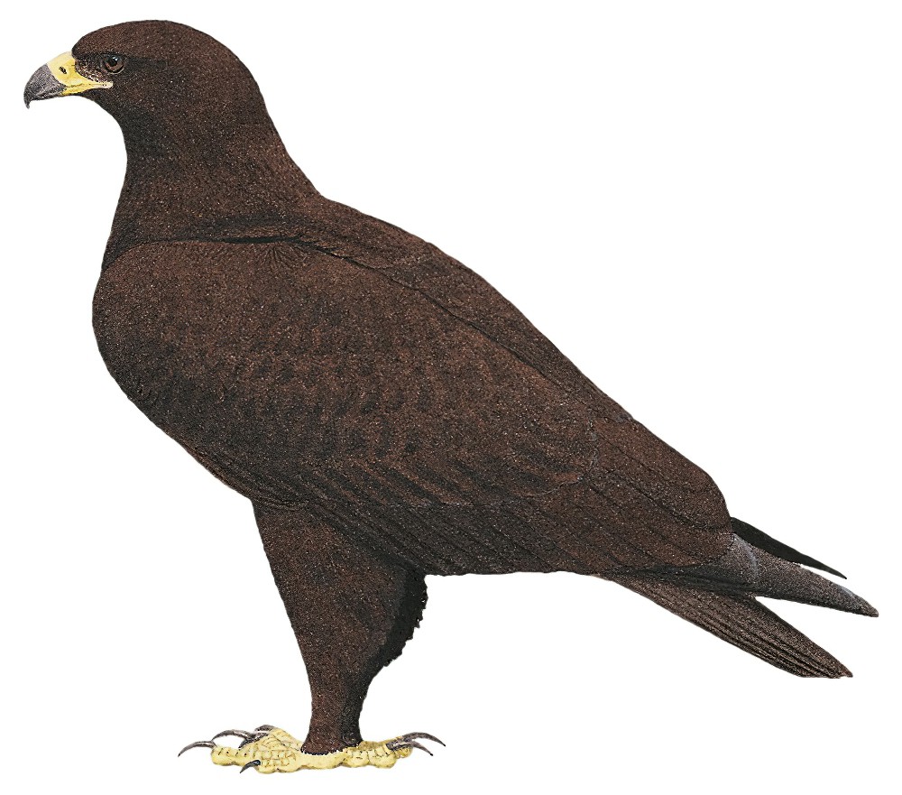 Greater Spotted Eagle / Clanga clanga