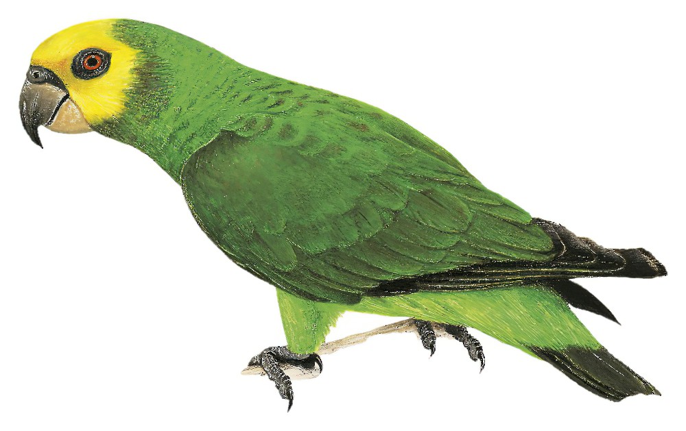 Yellow-fronted Parrot / Poicephalus flavifrons