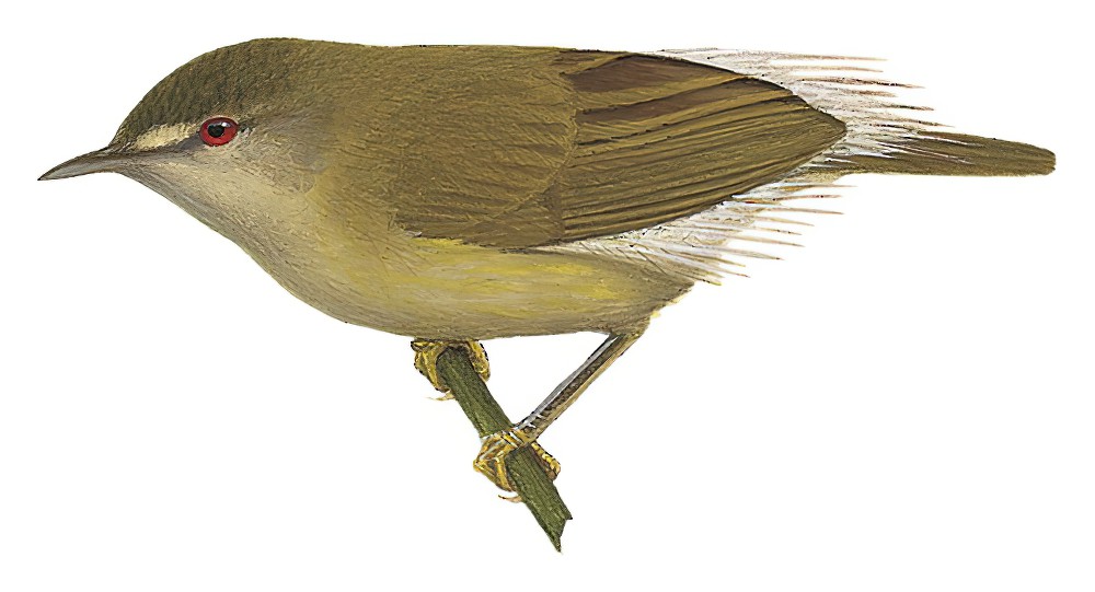Mindanao Plumed-Warbler / Micromacronus sordidus