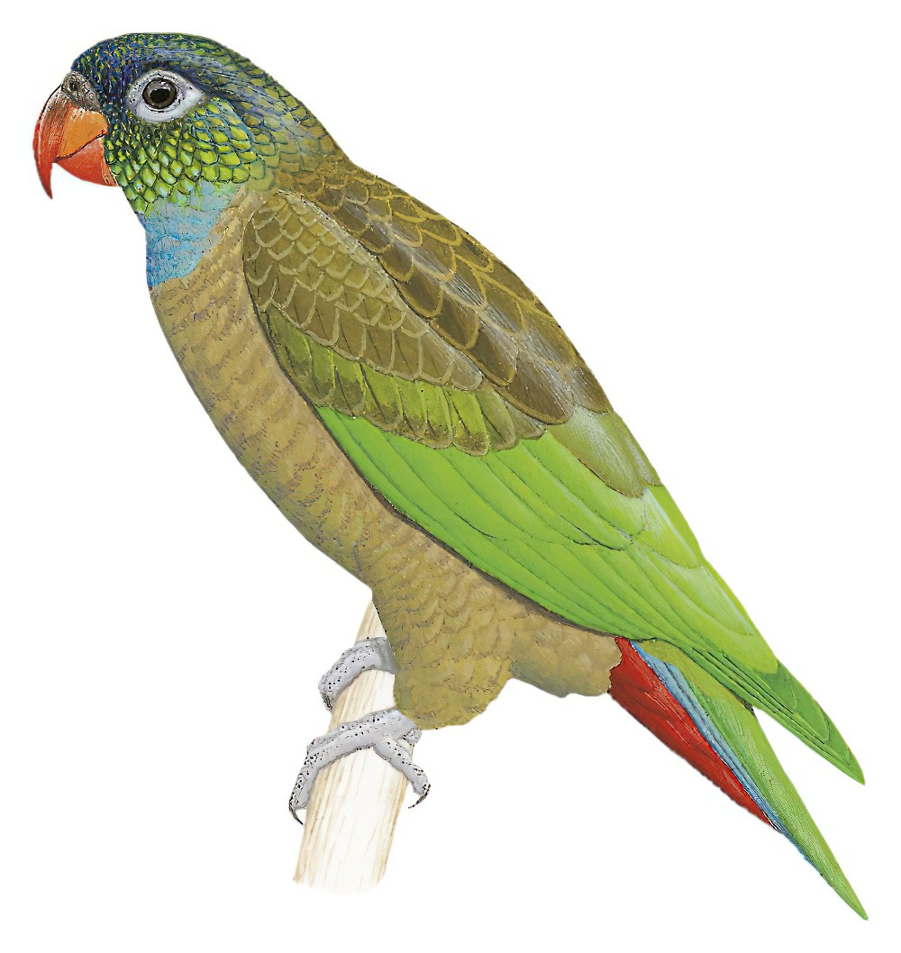 Red-billed Parrot / Pionus sordidus