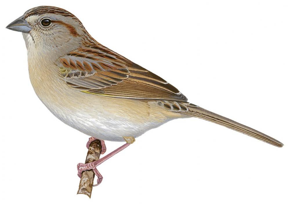 Botteri\'s Sparrow / Peucaea botterii