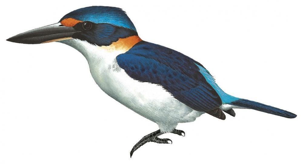 Rufous-lored Kingfisher / Todiramphus winchelli