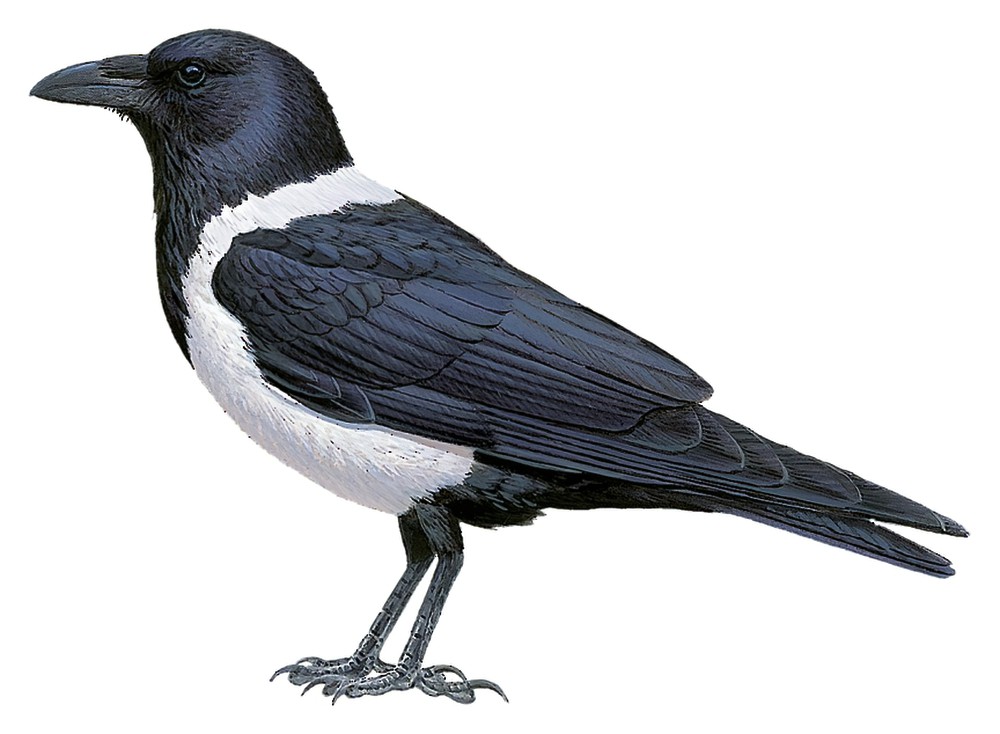 Pied Crow / Corvus albus