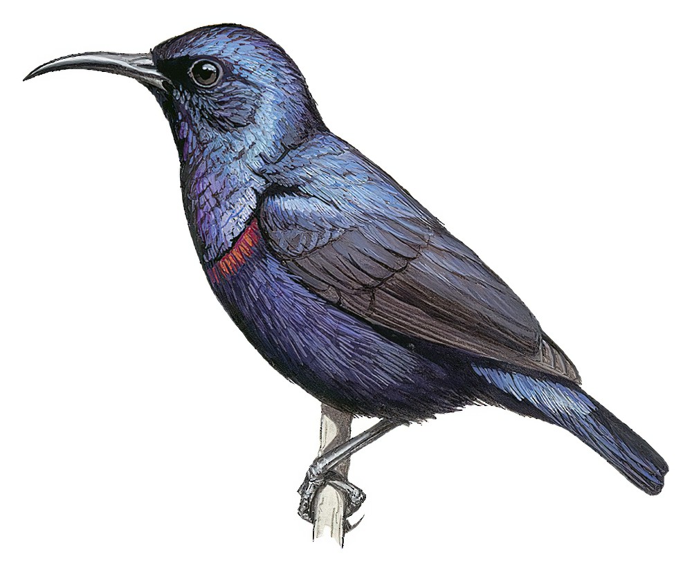 Purple Sunbird / Cinnyris asiaticus