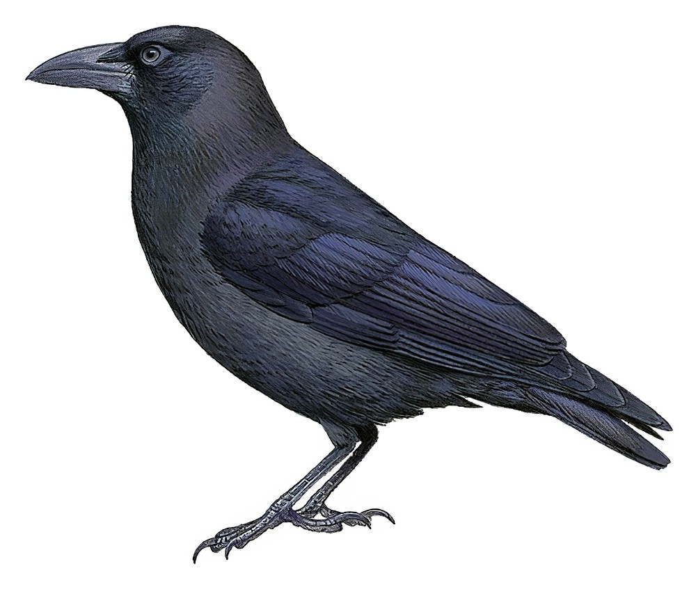 Banggai Crow / Corvus unicolor