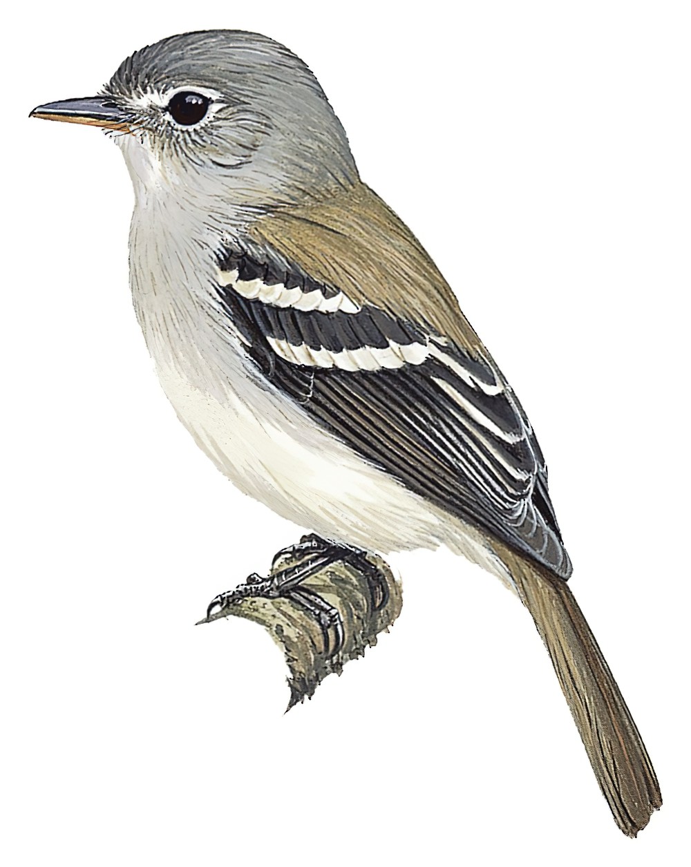 Gray-breasted Flycatcher / Lathrotriccus griseipectus
