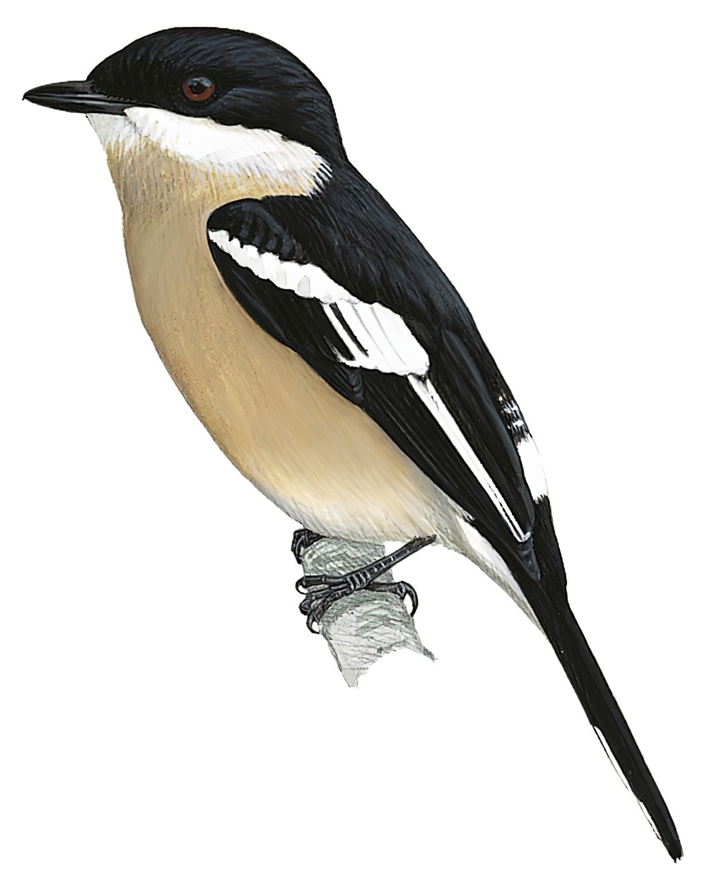 Bar-winged Flycatcher-shrike / Hemipus picatus
