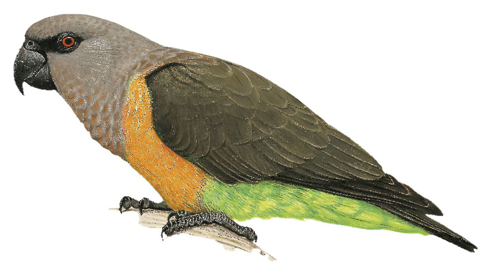 Red-bellied Parrot / Poicephalus rufiventris