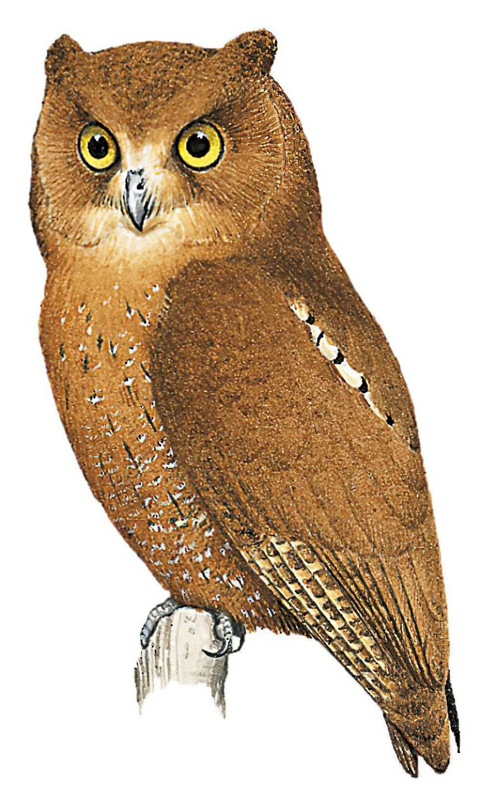 Simeulue Scops-Owl / Otus umbra