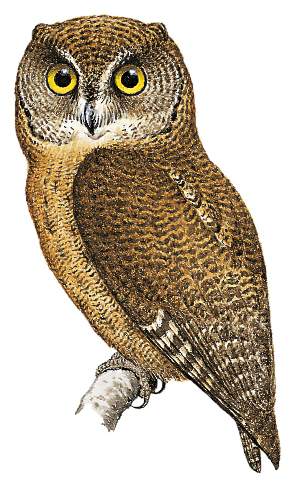Comoro Scops-Owl / Otus pauliani