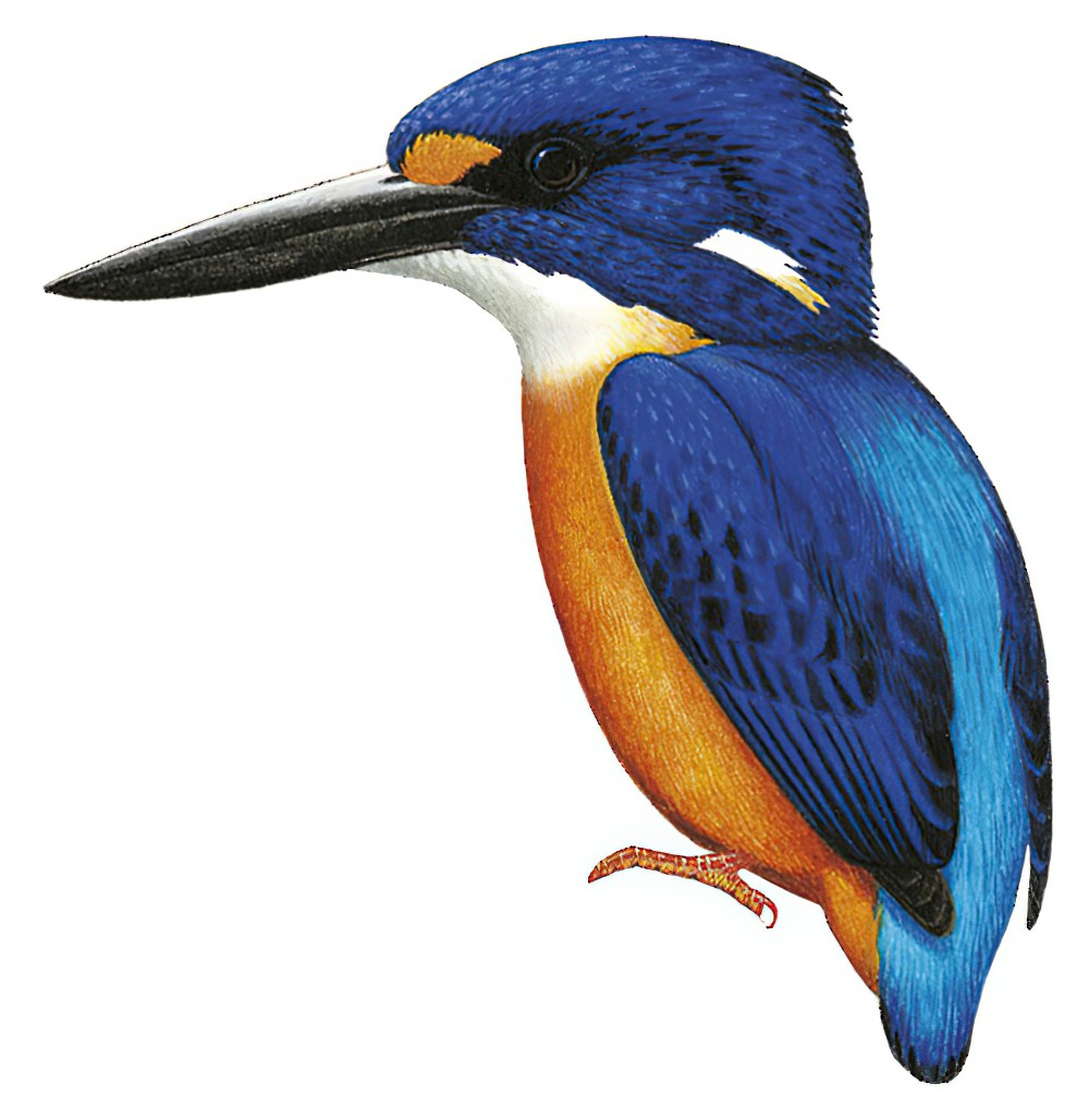 New Ireland Dwarf-Kingfisher / Ceyx mulcatus