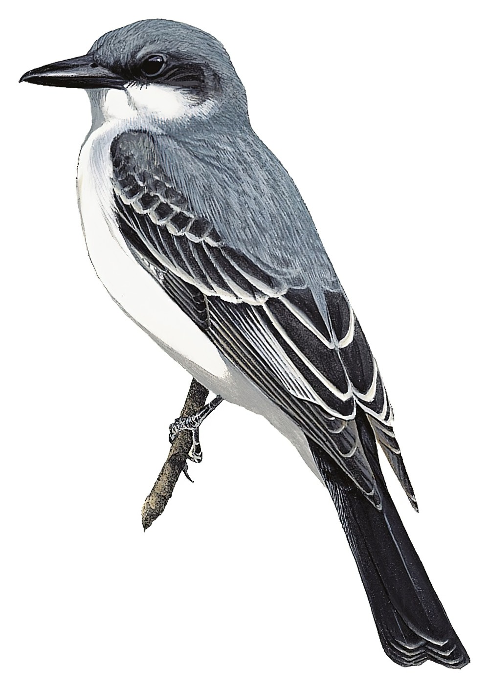 Gray Kingbird / Tyrannus dominicensis