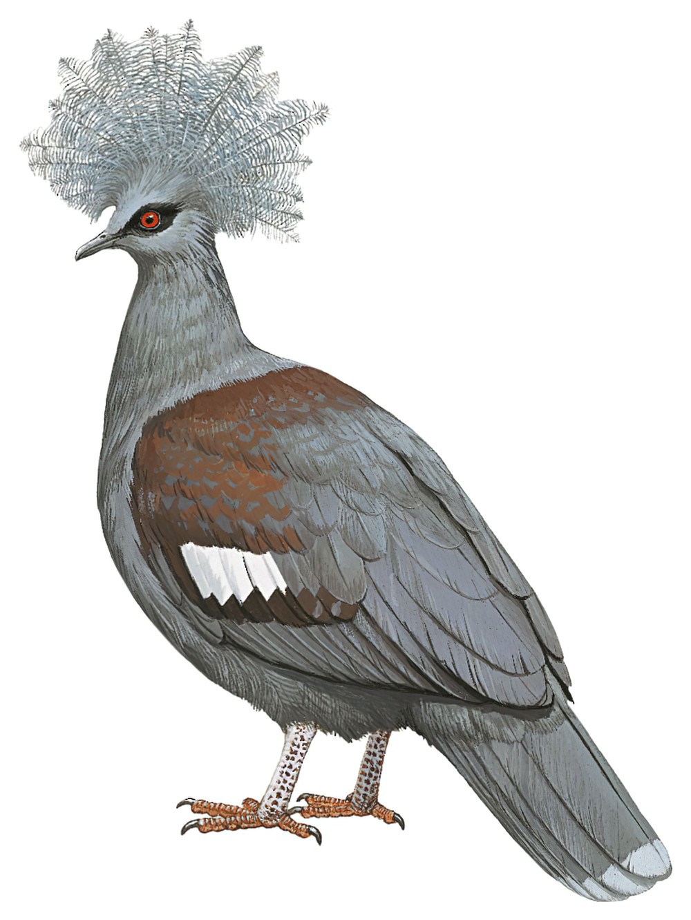 Western Crowned-Pigeon / Goura cristata