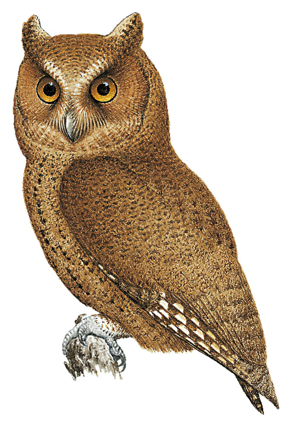 Palawan Scops-Owl / Otus fuliginosus