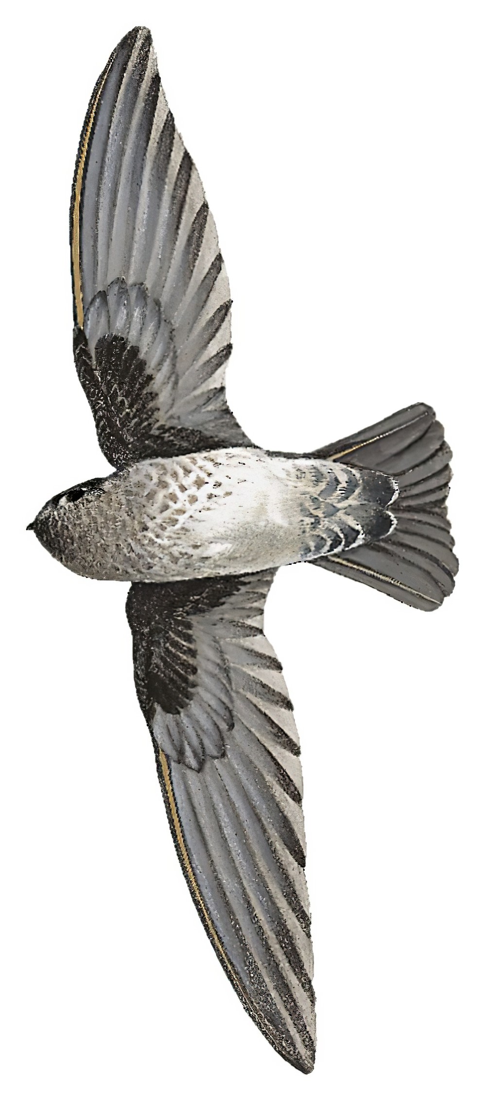 Plume-toed Swiftlet / Collocalia affinis