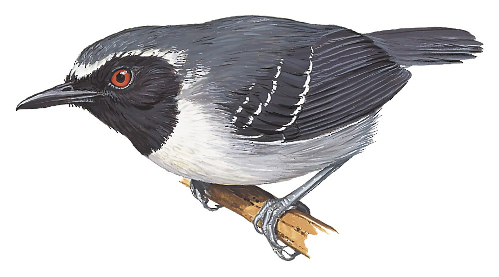Black-faced Antbird / Myrmoborus myotherinus