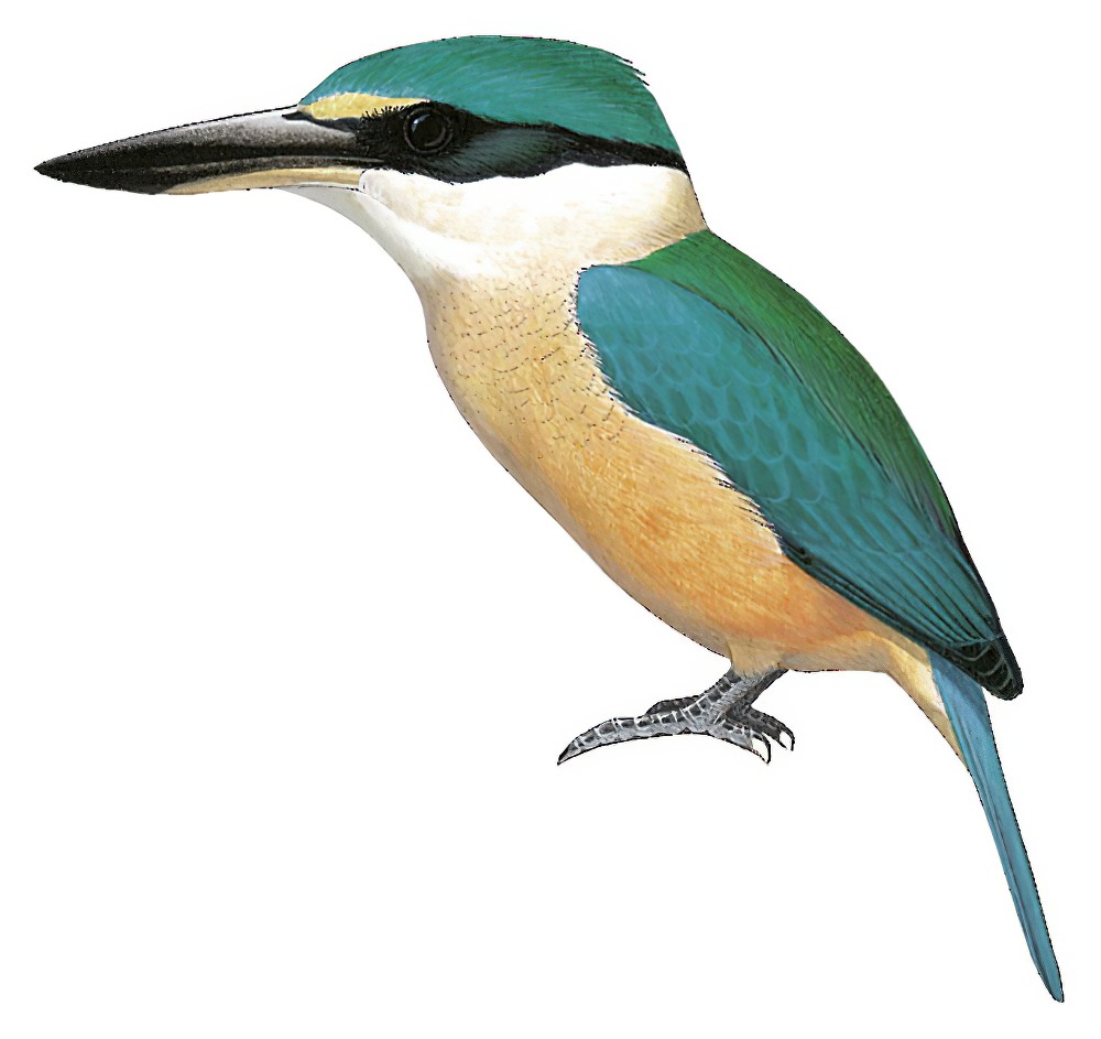 Sacred Kingfisher / Todiramphus sanctus