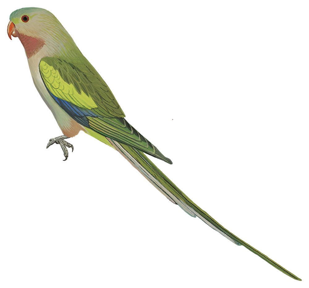 Princess Parrot / Polytelis alexandrae
