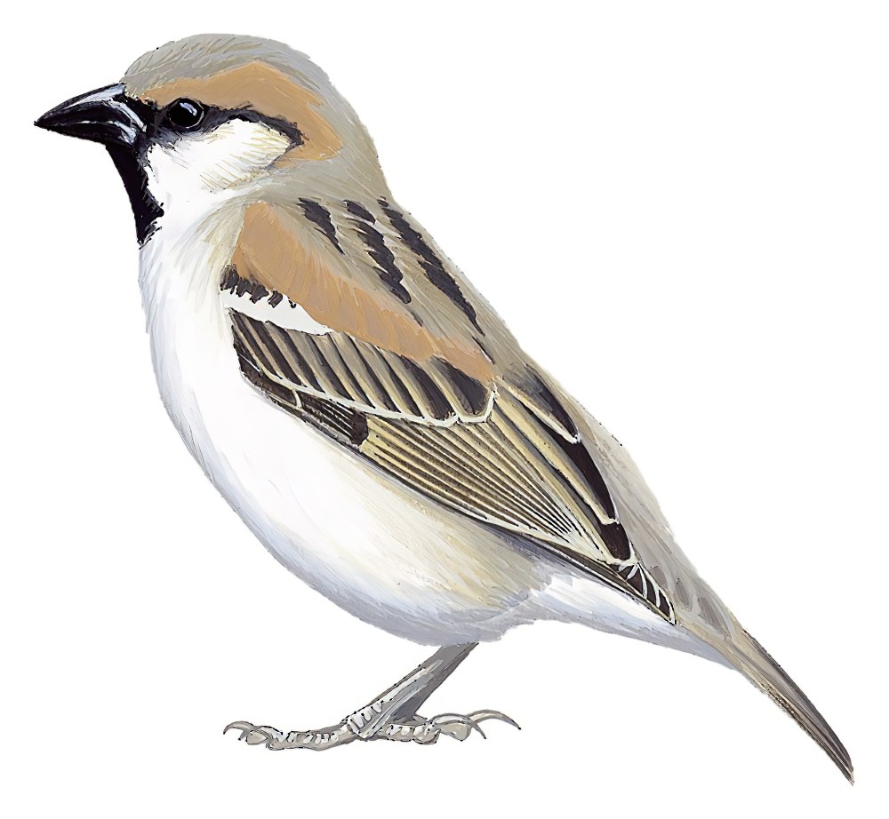 Abd al Kuri Sparrow / Passer hemileucus