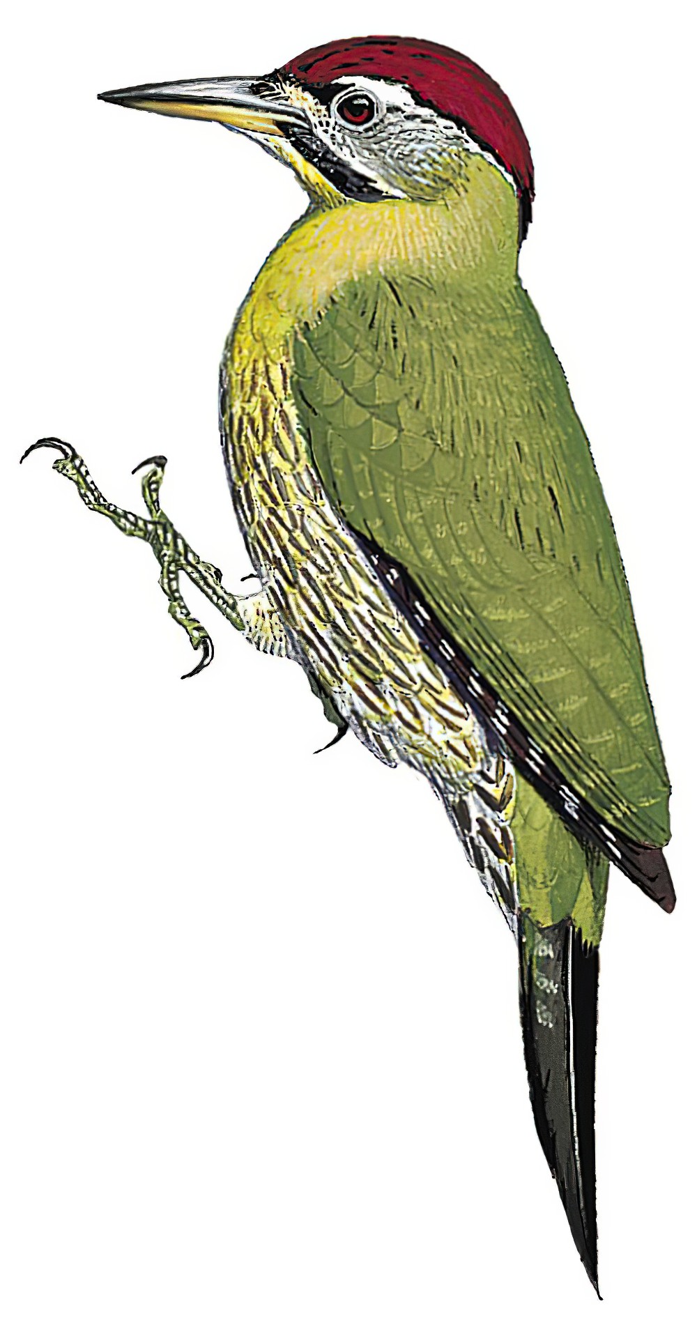 Laced Woodpecker / Picus vittatus