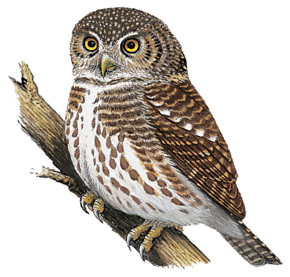 Collared Owlet / Glaucidium brodiei