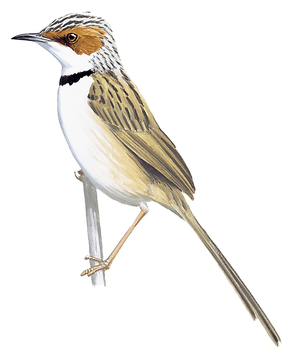 Rufous-eared Warbler / Malcorus pectoralis