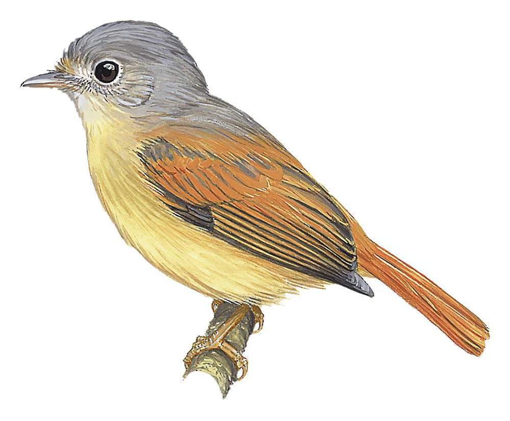 Ruddy-tailed Flycatcher / Terenotriccus erythrurus