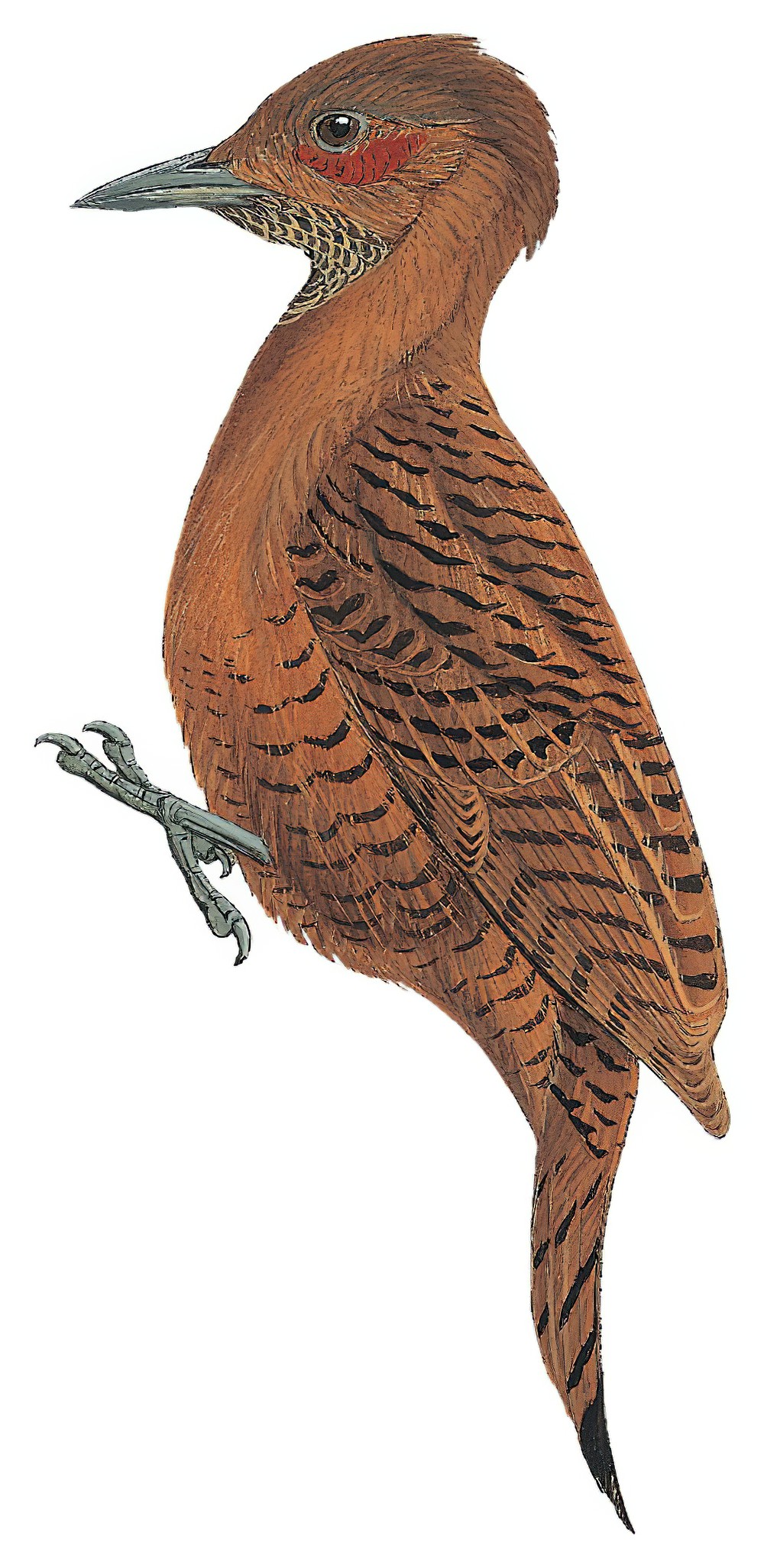 Rufous Woodpecker / Micropternus brachyurus