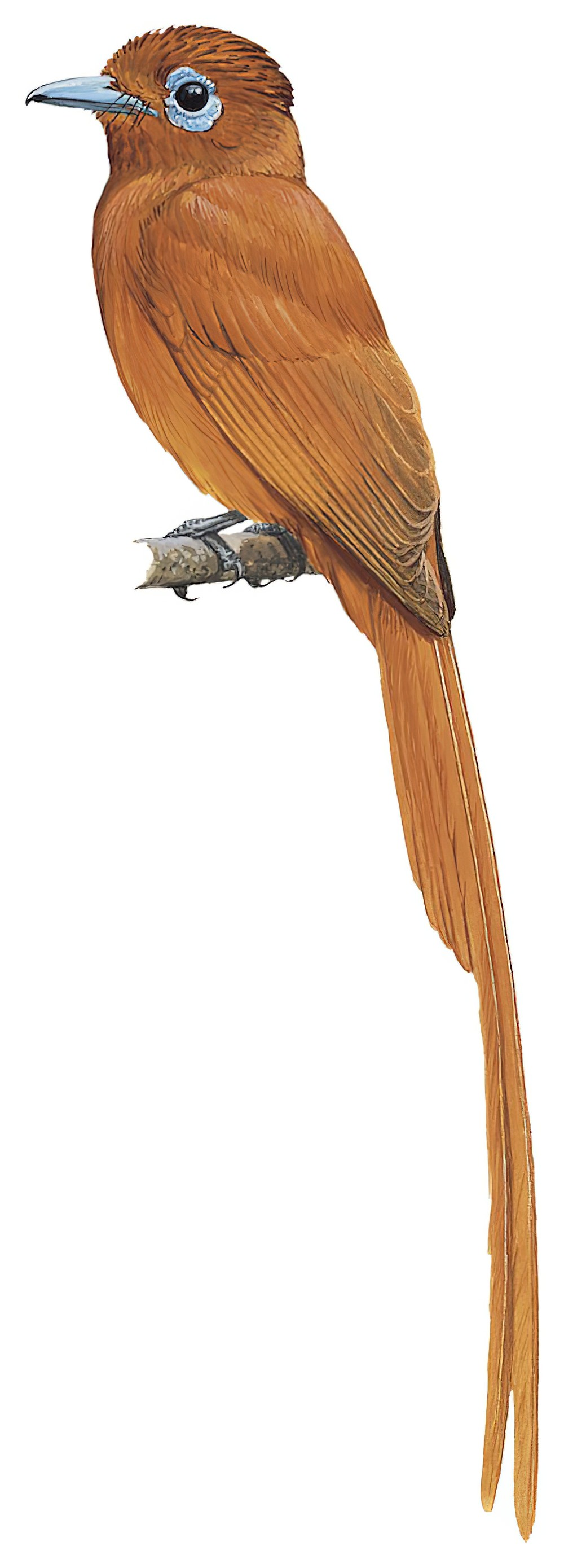 Rufous Paradise-Flycatcher / Terpsiphone cinnamomea