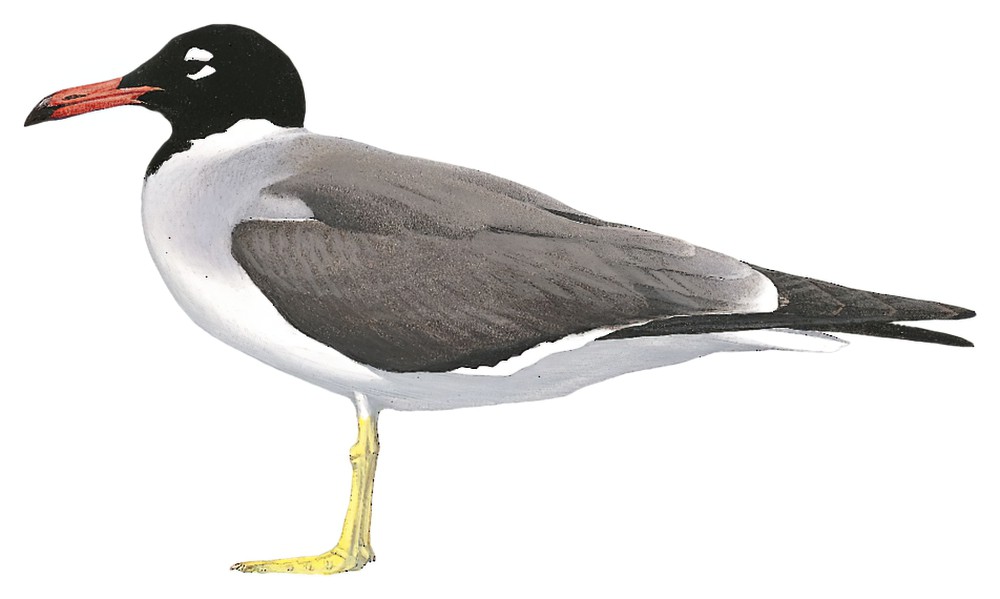 White-eyed Gull / Ichthyaetus leucophthalmus