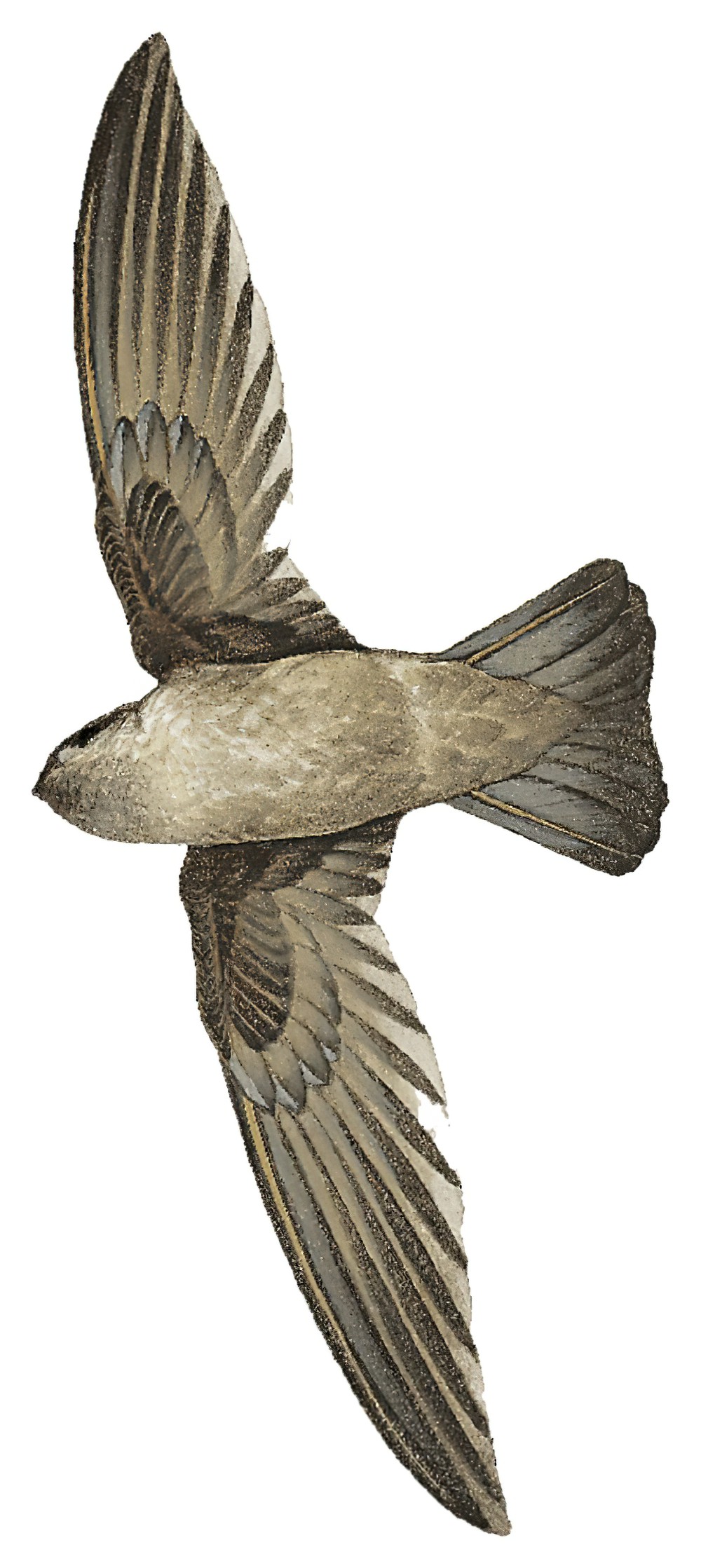 Indian Swiftlet / Aerodramus unicolor