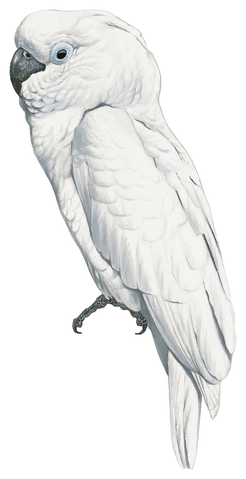 White Cockatoo / Cacatua alba