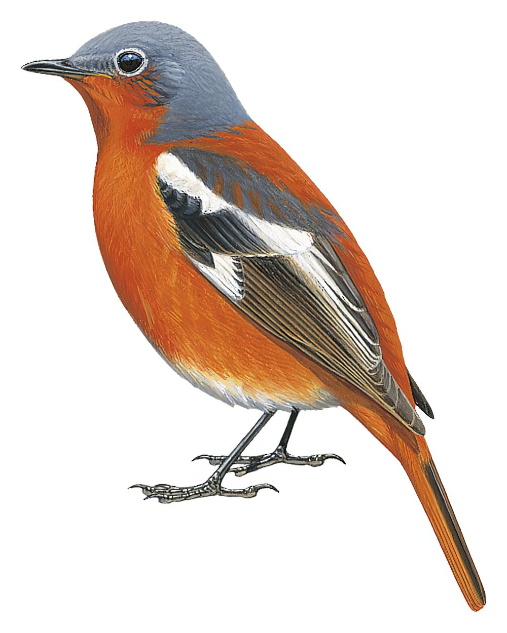 Ala Shan Redstart / Phoenicurus alaschanicus