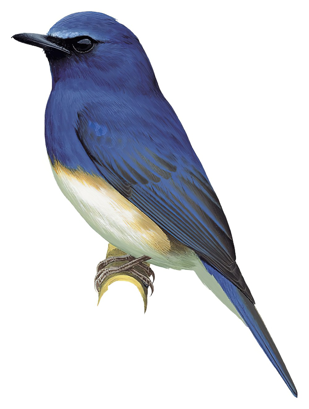 Blue-breasted Flycatcher / Cyornis herioti