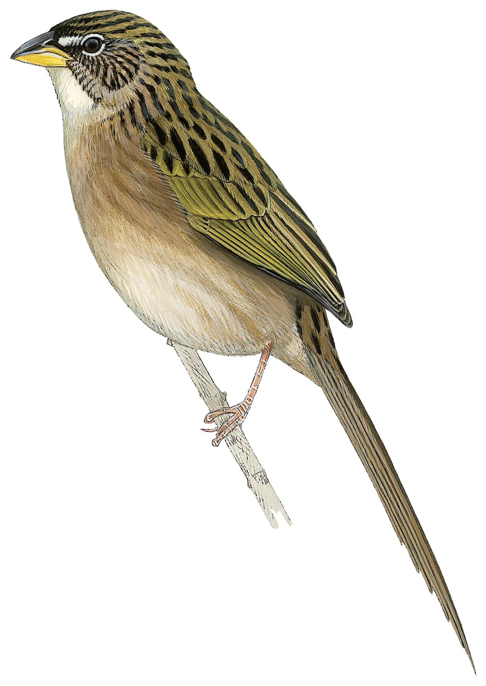 Duida Grass-Finch / Emberizoides duidae