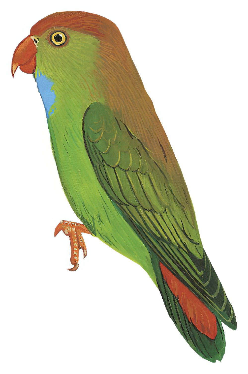 Sri Lanka Hanging-Parrot / Loriculus beryllinus