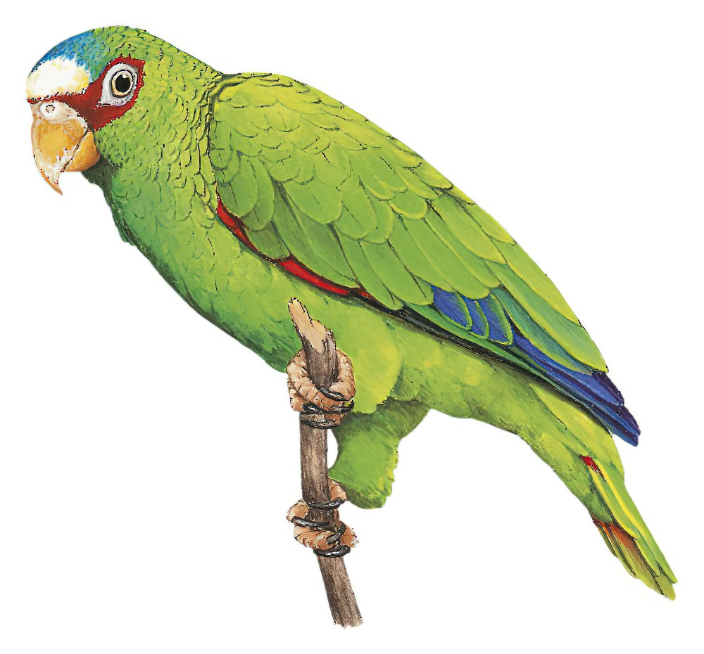 White-fronted Parrot / Amazona albifrons