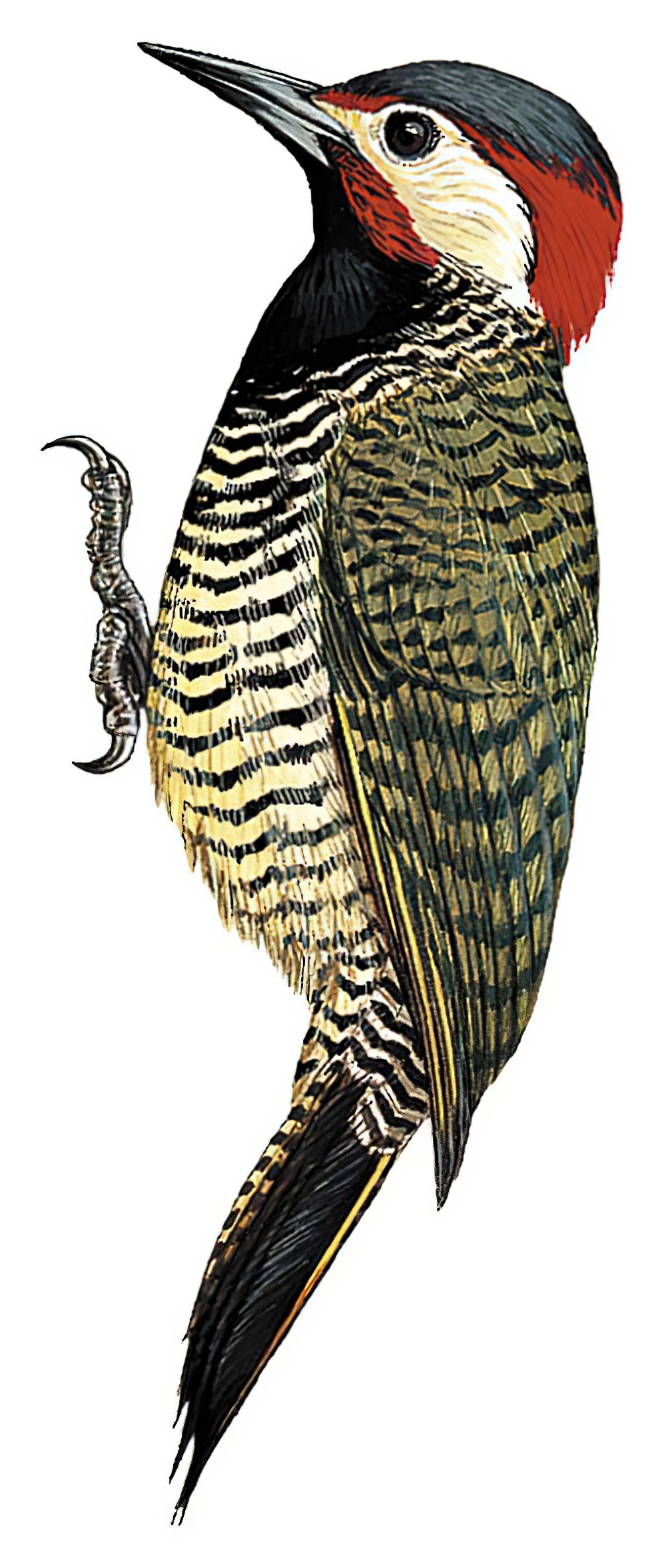 Black-necked Woodpecker / Colaptes atricollis