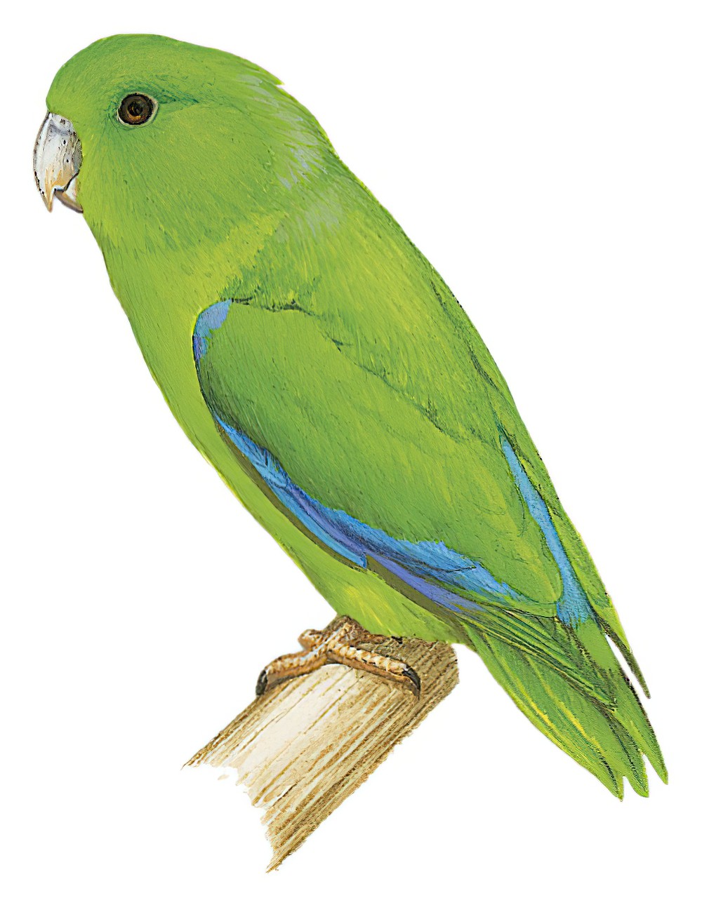 Blue-winged Parrotlet / Forpus xanthopterygius