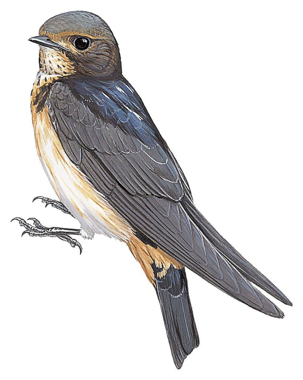 South African Swallow / Petrochelidon spilodera