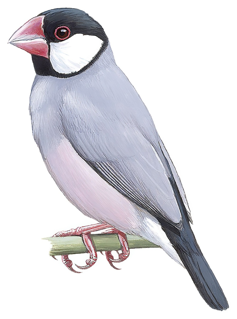 Java Sparrow / Lonchura oryzivora