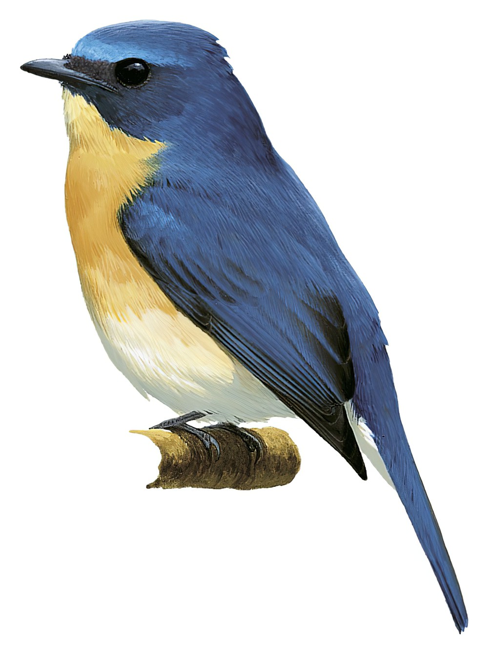 Tickell\'s Blue Flycatcher / Cyornis tickelliae