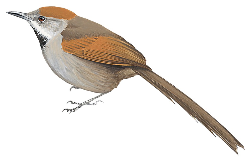 Silvery-throated Spinetail / Synallaxis subpudica
