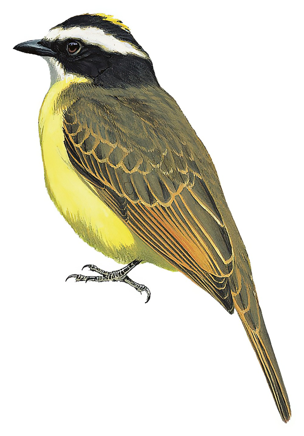 Rusty-margined Flycatcher / Myiozetetes cayanensis